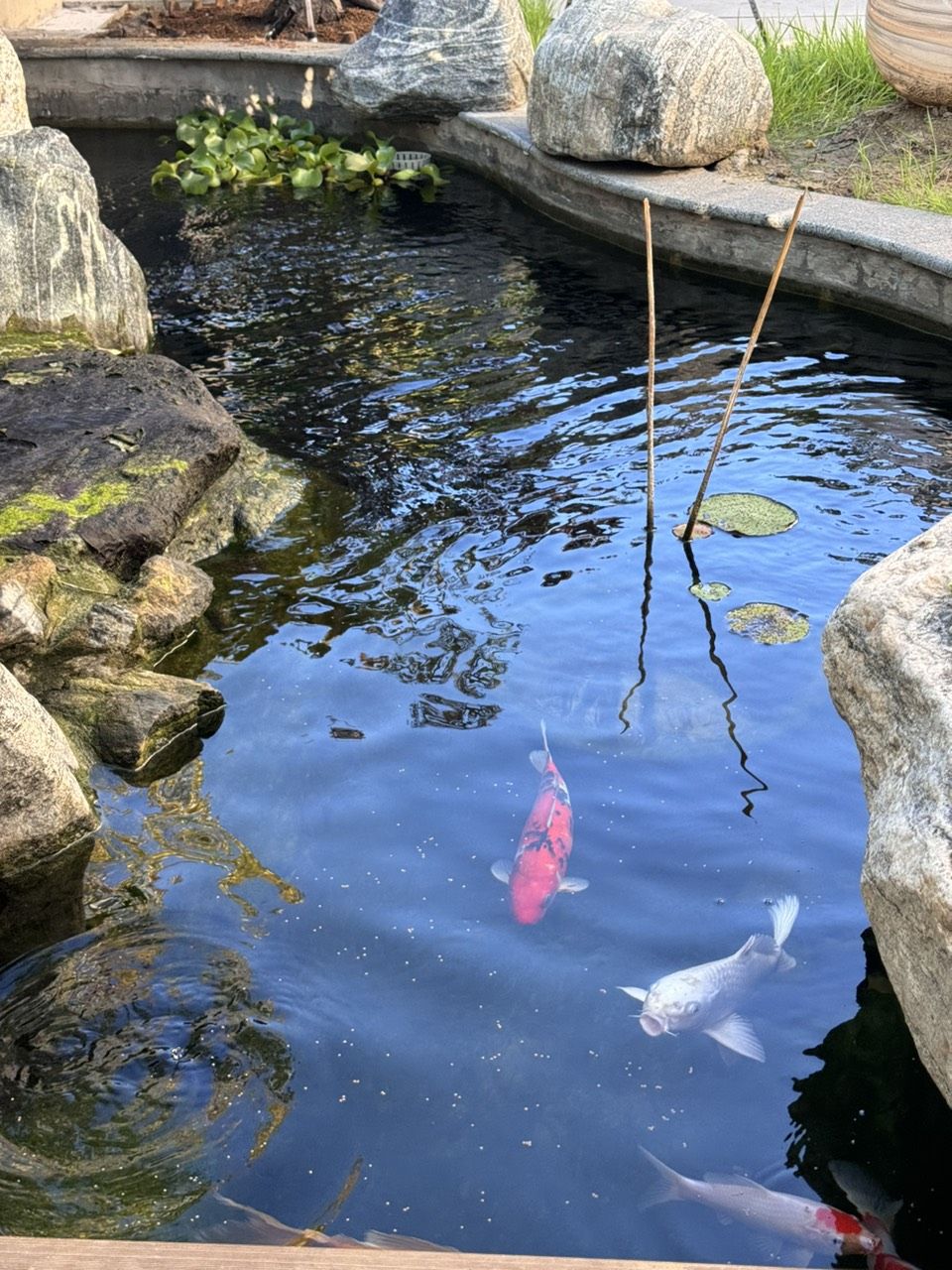 庭院魚(yú)池建好半年，新入三條，湊齊五條錦鯉。今天買(mǎi)的一條單頂品相還可以，雖然個(gè)頭最小。個(gè)頭最大的白錦鯉嘴巴有點(diǎn)歪，不知魚(yú)嘴為什么會(huì)歪呢？難道是喝奶嘴長(zhǎng)歪了嗎？【庭院魚(yú)池建好半年，湊齊五條錦鯉,今天買(mǎi)的單頂品相還可以】