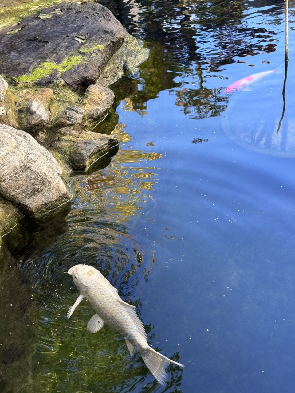 庭院魚(yú)池建好半年，新入三條，湊齊五條錦鯉。今天買(mǎi)的一條單頂品相還可以，雖然個(gè)頭最小。個(gè)頭最大的白錦鯉嘴巴有點(diǎn)歪，不知魚(yú)嘴為什么會(huì)歪呢？難道是喝奶嘴長(zhǎng)歪了嗎？【庭院魚(yú)池建好半年，湊齊五條錦鯉,今天買(mǎi)的單頂品相還可以】