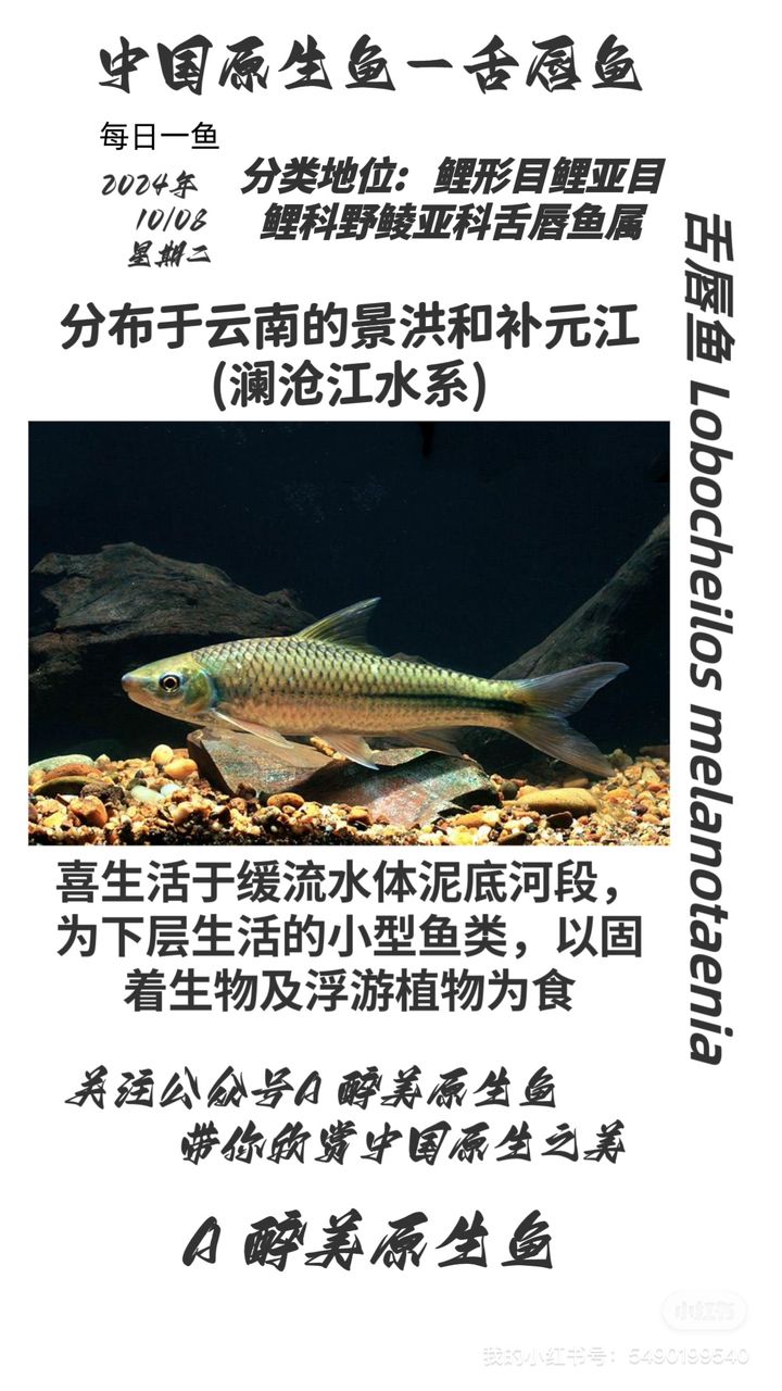 舌唇魚【江瀾滄江】 觀賞魚論壇