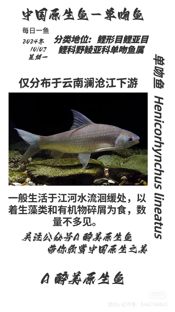 單吻魚【江瀾滄江】 觀賞魚論壇