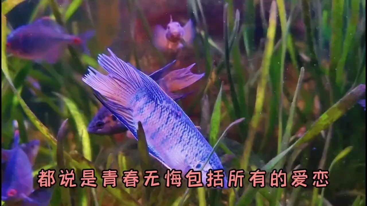 國慶魚快【看了這些，才知道自己為什么不是一個人】