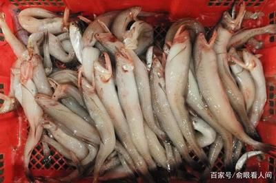 龍魚嘟嘟【關(guān)于“龍魚嘟嘟”的一些信息】 龍魚百科 第2張