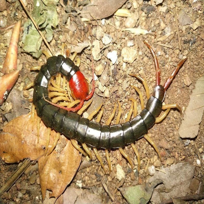 龍魚吃了死蜈蚣會死嗎（吃了死蜈蚣會死嗎？） 龍魚百科 第4張