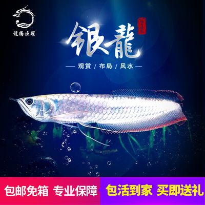 龍魚烤燈的有效性分析（龍魚烤燈是一種專門為人工飼養(yǎng)的特殊燈具，促進龍魚的顏色發(fā)色） 龍魚百科 第3張