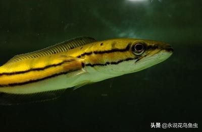 龍魚(yú)的頭部特征描述（龍魚(yú)的頭部特征）