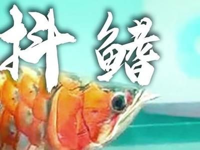 龍魚蹭缸甩頭的正確方法（如何預防龍魚蹭缸甩頭）