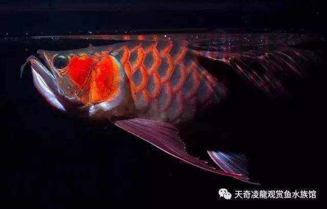 龍魚發(fā)色燈15000k和6700k的區(qū)別（龍魚發(fā)色燈15000k和6700k的特點） 龍魚百科 第1張