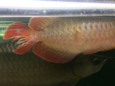 龍魚(yú)后尾巴的增大可能性（龍魚(yú)的后尾巴會(huì)變大嗎？） 龍魚(yú)百科 第2張