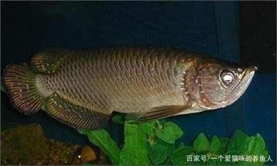 龍魚的暴躁行為分析（龍魚為什么會暴躁？） 龍魚百科 第3張