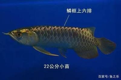 龍魚的珠鱗是什么意思（龍魚的珠鱗是什么？） 龍魚百科 第2張