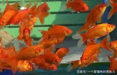 龍魚吃蝦是否需要去殼（龍魚吃蝦時(shí)需要去殼嗎？） 龍魚百科 第4張