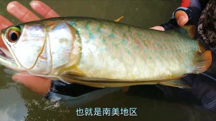 龍魚出水口大小（龍魚出水口的大小和位置對于龍魚的健康至關重要）