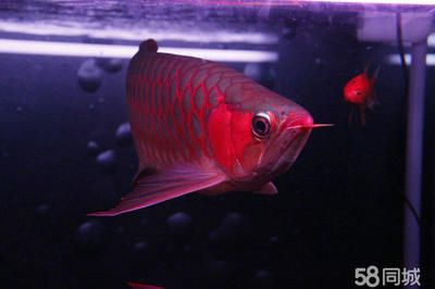 龍魚打包運輸5天（如何打包運輸龍魚） 龍魚百科 第4張