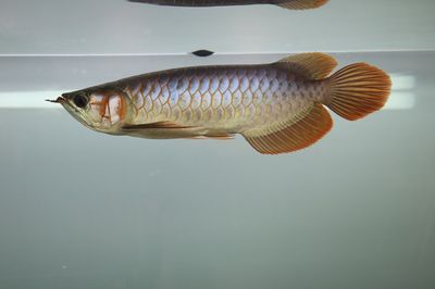 龍魚(yú)拉屎像棉絮一樣的原因（龍魚(yú)拉屎像棉絮一樣可能是由多種因素引起的） 龍魚(yú)百科 第5張