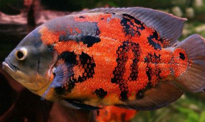 龍魚(yú)和鸚鵡魚(yú)在33度水溫下的生存情況（龍魚(yú)和鸚鵡魚(yú)對(duì)水溫有一定的要求嗎？） 龍魚(yú)百科 第2張