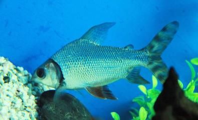 龍魚大便黃色是否正常（關(guān)于龍魚大便的顏色，目前沒有直接的信息來源不過不過） 龍魚百科 第2張