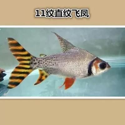 龍魚價格排行榜（龍魚價格排行榜前十名） 龍魚百科 第2張