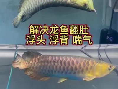 龍魚(yú)浮背的原因（龍魚(yú)浮背是一個(gè)常見(jiàn)的問(wèn)題，可能由多種因素引起龍魚(yú)浮背） 龍魚(yú)百科 第4張