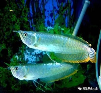 龍魚側(cè)游的徹底解決方案（如何解決龍魚側(cè)游的問題） 龍魚百科 第4張