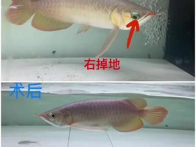 龍魚側(cè)游的徹底解決方案（如何解決龍魚側(cè)游的問題）