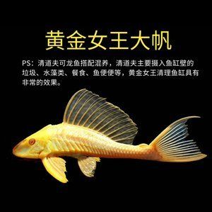 龍魚和女王大帆混養(yǎng)的可行性分析（將龍魚與女王大帆魚混養(yǎng)時需要了解這兩種魚類的特性） 龍魚百科 第4張