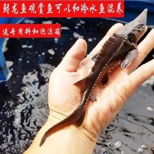 龍魚低溫存活時間（關于龍魚在低溫環(huán)境下可能的存活時間和影響因素的詳細信息） 龍魚百科 第2張