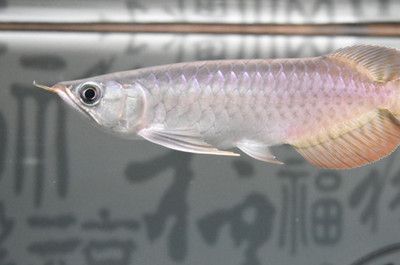 龍魚鱗片寄生蟲（關(guān)于龍魚鱗片寄生蟲的一些詳細(xì)信息） 龍魚百科 第4張