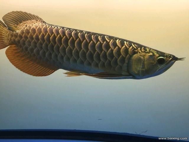 龍魚帶芯片的含義（什么是龍魚帶芯片） 龍魚百科 第2張