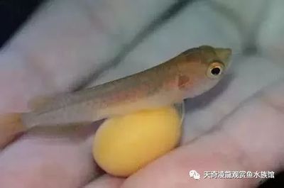 龍魚呼吸急促的可能原因及解決方案（龍魚呼吸急促可以救治嗎） 龍魚百科 第5張