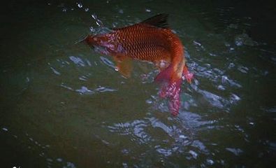 龍魚沉不下去的原因（龍魚沉不下去可能由多種因素造成） 龍魚百科 第5張