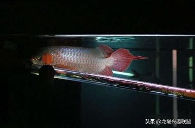 龍魚呆滯不游動的原因及解決方法（龍魚呆滯不游動可能由多種因素引起，飼養(yǎng)者應(yīng)注意解決方法） 龍魚百科 第1張