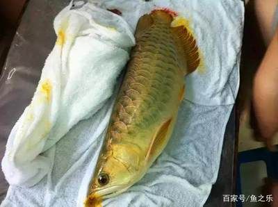 龍魚爛鱗下黃粉的效果 龍魚百科 第2張