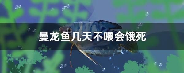 龍魚幾天不喂會餓死嗎（龍魚幾天不吃東西會被餓死嗎？） 龍魚百科 第1張