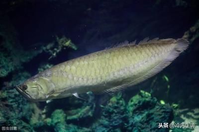 龍魚浮水面不動的原因及解決方法（龍魚浮在水面上不動可能由多種原因引起，解決方法及相應(yīng)的解決方法） 龍魚百科 第2張