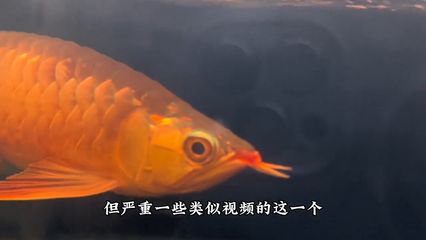 龍魚冬天不吃東西的原因（龍魚在冬季不吃東西是怎么回事？） 龍魚百科 第5張