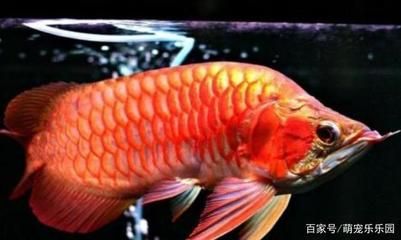 龍魚反復(fù)受驚的影響（龍魚反復(fù)受到驚嚇會(huì)怎么樣？）