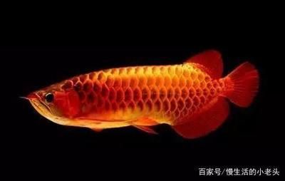 龍魚能否為主人擋災(zāi)（關(guān)于龍魚是否能為主人擋災(zāi)的說法） 龍魚百科 第2張