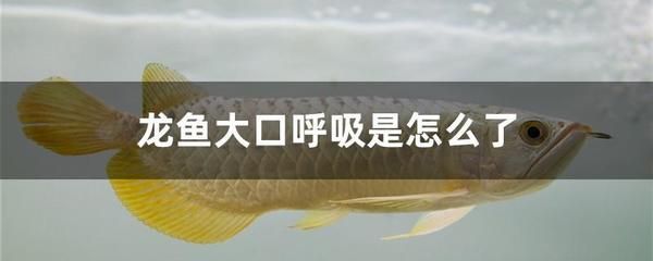 龍魚大口呼吸的原因及影響（龍魚大口呼吸可能導(dǎo)致死亡）