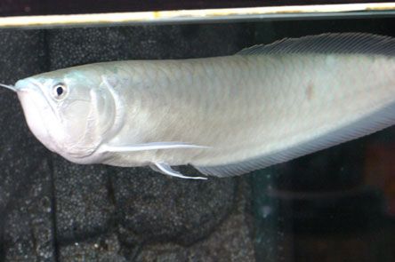 其他魚(yú)是否敢吃龍魚(yú)的尸體（其他魚(yú)是否會(huì)吃龍魚(yú)的尸體？） 龍魚(yú)百科 第4張