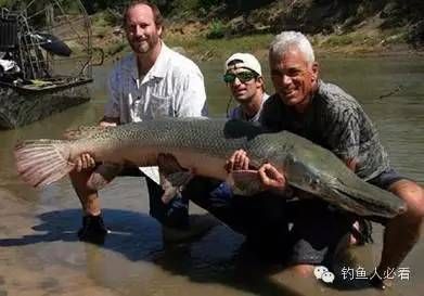 其他魚(yú)是否敢吃龍魚(yú)的尸體（其他魚(yú)是否會(huì)吃龍魚(yú)的尸體？） 龍魚(yú)百科 第5張