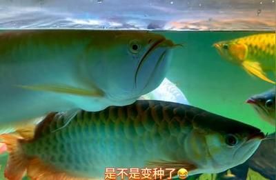 龍魚(yú)繁殖的季節(jié)和時(shí)間（關(guān)于龍魚(yú)繁殖季節(jié)和時(shí)間的詳細(xì)信息） 龍魚(yú)百科 第4張