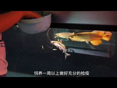 龍魚(yú)吃活食的檢疫周期（關(guān)于龍魚(yú)吃活食的檢疫周期）