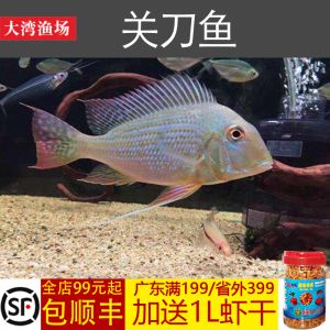 龍魚與關(guān)刀魚混養(yǎng)的可能性（龍魚可以和關(guān)刀魚混養(yǎng)嗎？） 龍魚百科 第5張