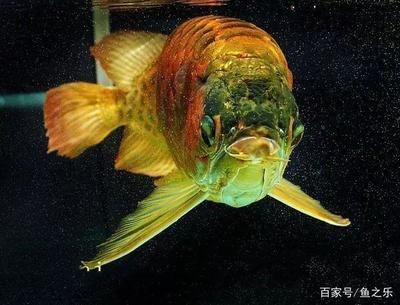 龍魚弓背能否恢復(fù)正常（龍魚弓背可能由多種因素引起，治療和恢復(fù)可能性取決于多種因素） 龍魚百科 第5張