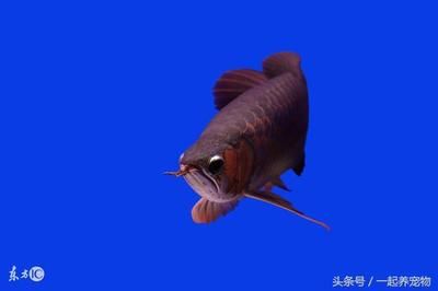 龍魚撞缸后鱗片未掉落的處理方法（如何預防龍魚撞缸掉鱗） 龍魚百科 第5張