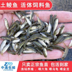 龍魚吃活食還是飼料好（關(guān)于龍魚應(yīng)該喂食活食還是飼料，有不同的觀點(diǎn)和看法） 龍魚百科 第4張