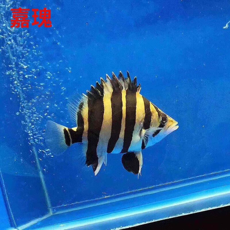 龍魚是否會吃虎魚苗（龍魚會吃虎魚苗嗎？）