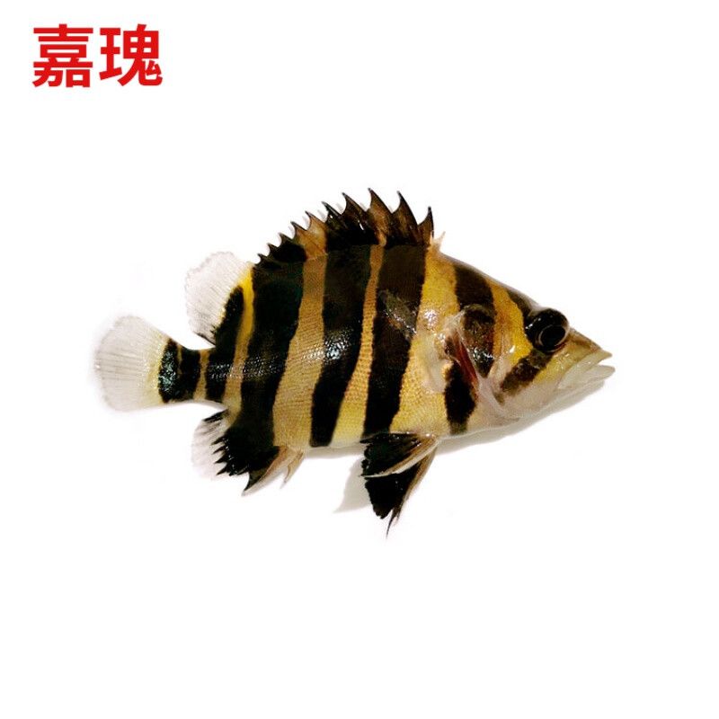 龍魚是否會吃虎魚苗（龍魚會吃虎魚苗嗎？） 龍魚百科 第4張