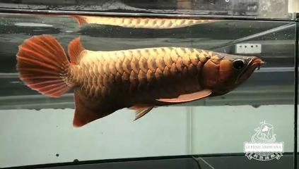 龍魚(yú)紅到一定程度不紅了（如果您的龍魚(yú)紅到一定程度后不再變紅） 龍魚(yú)百科 第2張