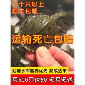 龍魚(yú)吃鱉苗視頻（龍魚(yú)可以吃鱉苗嗎？） 龍魚(yú)百科 第5張